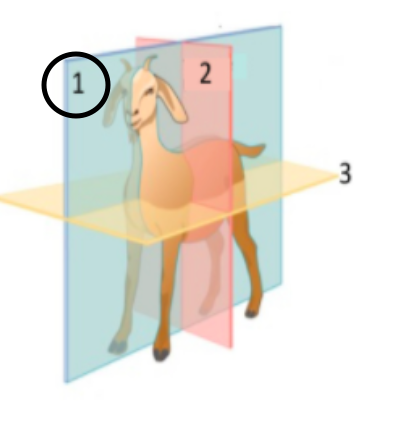 <p>divides into left and right halves</p>