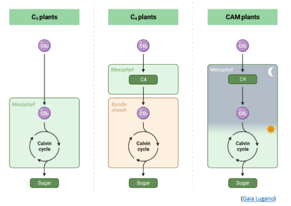 <p><span><strong><u>Ecophysiology: Photosynthesis</u></strong></span></p><ul><li><p><span style="font-family: "Comic Sans MS";">Advantages of C4 fixation:</span></p><ul><li><p></p></li></ul></li></ul><p></p>