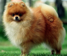 <p>welk type hond is dit</p>
