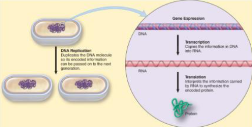 <p>dna replication</p><p>gene expression (transcription and translation)</p><ul><li><p>info flow from dna → rna → protein</p><ul><li><p>known as the central dogma of molecular bio</p></li></ul></li></ul><p></p>