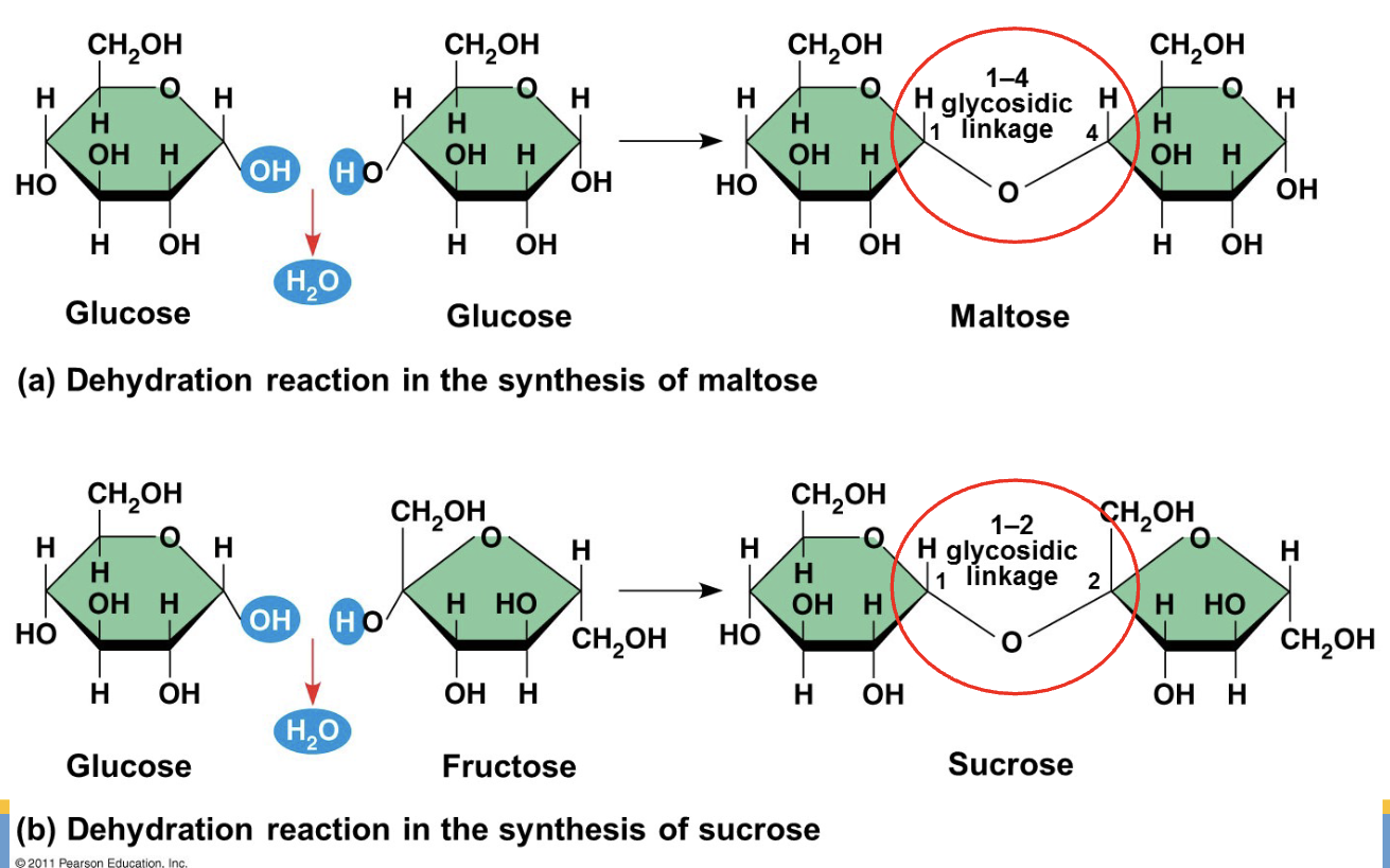 <p>A covalent bond formed between two monosaccharides by a dehydration reaction.</p>