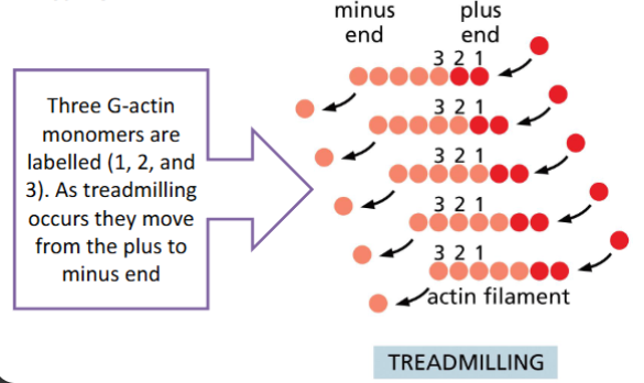<p>When G-actin addition and loss from F-actin is equal.</p><p>• F-actin stays the same size, but the incorporated monomers are not the</p><p>same</p>