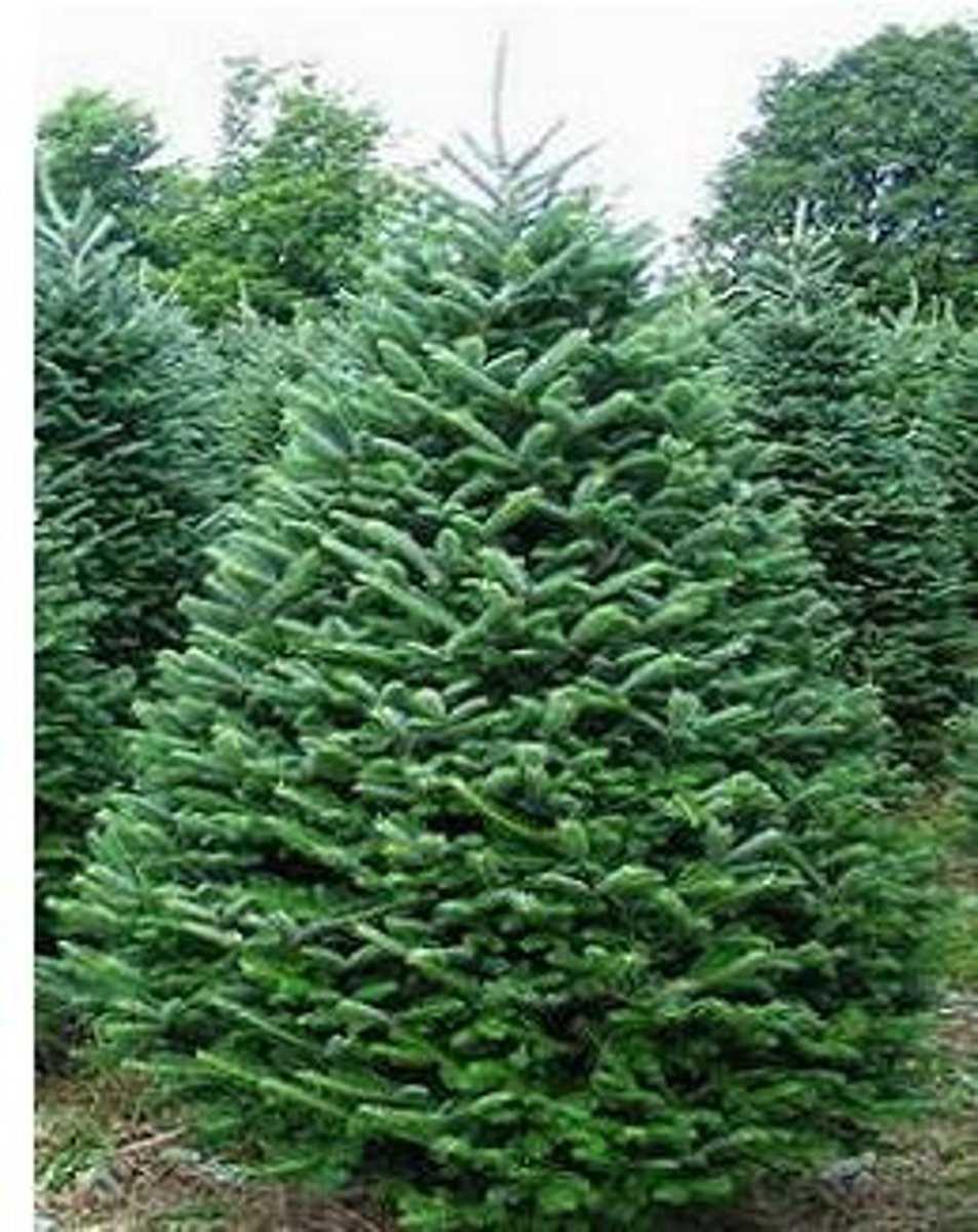 <p>un sapin</p>
