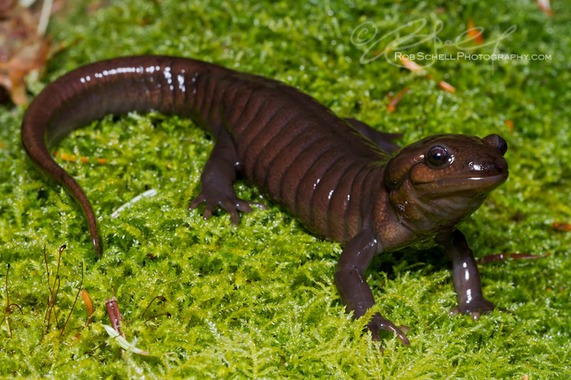 <p>Ambystomatidae<br>Ambystoma gracile<br>Northwestern Salamander</p>