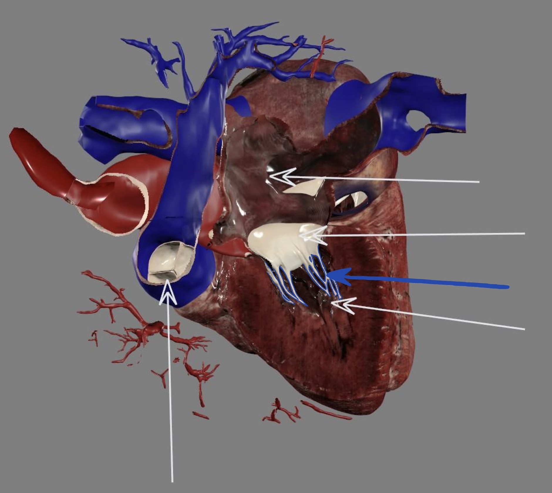 <p>left atrioventricular/bicuspid valve</p>