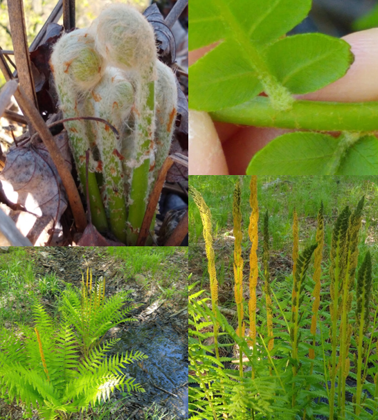 <p><em>Osmunda cinnamomea</em></p>