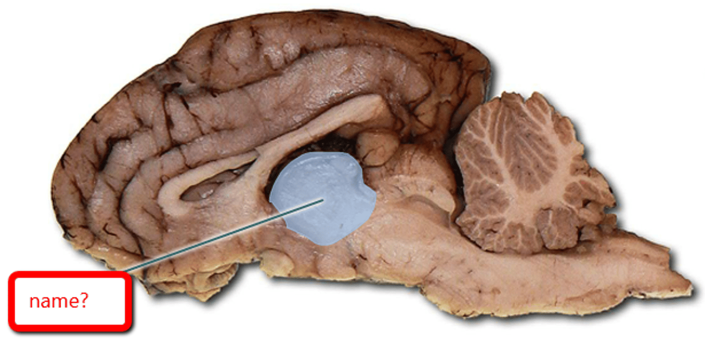 <p>-below third ventricle</p>