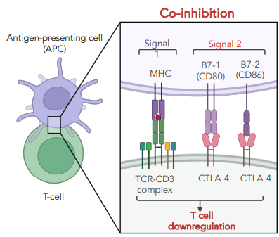 <p><strong><u>CTLA-4, has higher affinity for CD80/CD86</u></strong></p><ul><li><p>contains an ITIM motif (inhibitory) competitor for CD28</p></li><li><p>upregulated after activations</p></li><li><p>dephosphorylates signaling tyrosine kinases</p></li></ul><p></p>