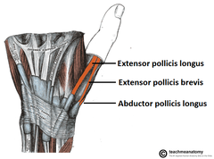 <p>Medially (top): Extensor pollicis longus tendon</p><p>Laterally (bottom): Extensor pollicis brevis & abductor pollicis longus tendon</p><p>Proximal: styloid process of radius</p>