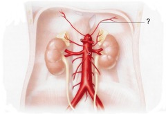 <p>On the underside of the diaphragm?</p>