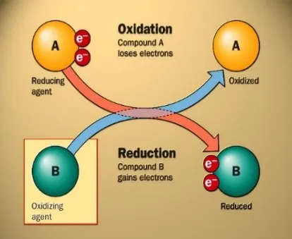 <p>a cells loses an electrion, which then oxidizes, becoming reduced, but it gains energy and a new electron when reduced. Loss of Electron is Oxidization, Gain of Electron is Reduction</p>