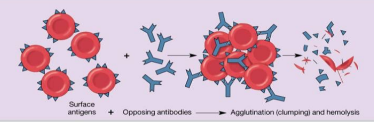 <p>hemolysis</p>