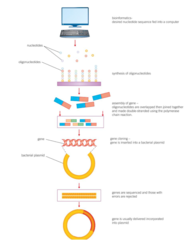 <p>conversion of mRNA to *complementary DNA* (cDNA) using *reverse transcriptase*</p><p>using *restriction enzymes* to cut a fragment containing the desired gene from DNA</p><p>creating the gene in a *'gene machine'*.</p>
