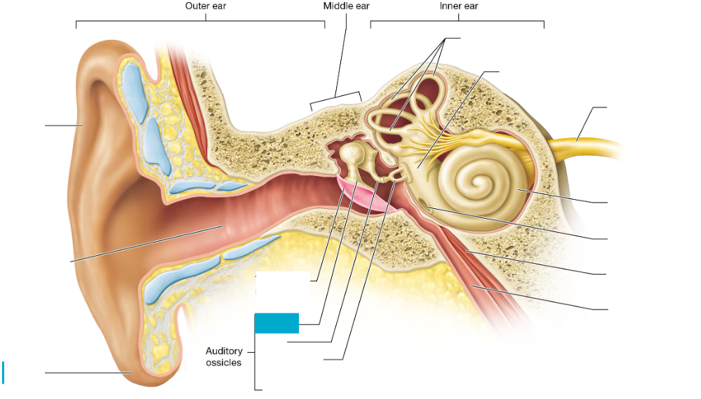 <p>Small middle ear bone (hammer) that transfers vibrations from the eardrum to the incus</p>