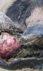 <p><u>Cause:</u> Toe damage when haemorrhage occurs at trimming (overzealous)</p><ul><li><p>Common for goats and lifestyle sheep</p></li></ul><p><u>Clinical Signs:</u></p><ol><li><p>Proud flesh (excessive granulation tissue) with hoof growing around → Pinching</p></li><li><p>Moderate to severe lameness</p></li></ol><p><u>Treatment:</u> Difficult</p><ul><li><p>Ideally trim horn, amputate, cauterise, aftercare (regular bandaging)</p></li></ul><p></p>
