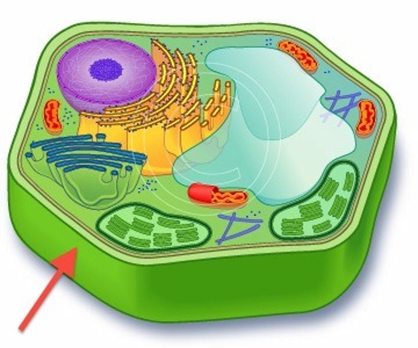<p>A rigid structure outside the plasma membrane that prevents osmotic lysis and provides shape and protection.</p>