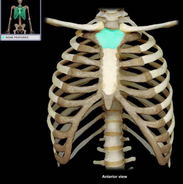 <p>What is the name of this bone?</p>