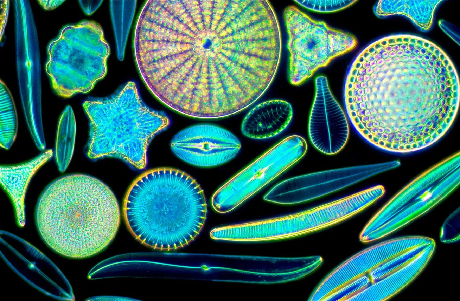 <p>diatoms</p>