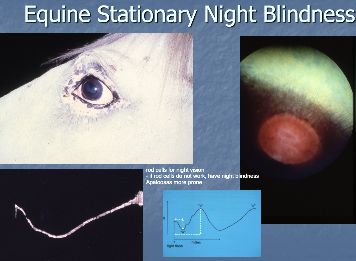 <p>rods of the retina are abnormal which affects night vision.</p><p>Cones are unaffected so daytime vision is unaffected.</p>