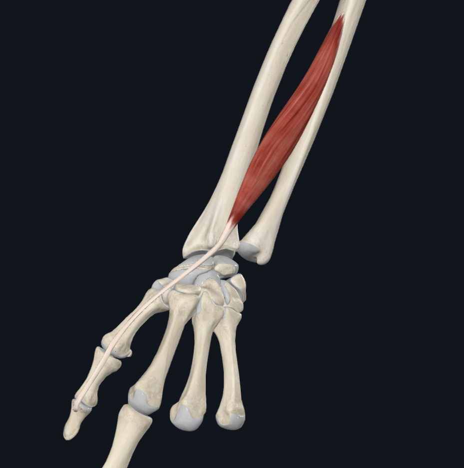 <p>Origin:</p><p>Insertion:</p><p>Innervation:</p><p>Main action:</p>