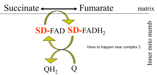 <ul><li><p>in reaction 6 when succinate turns fumarate with succinate dehydrogenase and the succunate is oxidized and loses electrons for FAD to accept them and become FADH2 this happens in the matrix then the FADH2 is in the inner mitochondrial membrane to go through complex 2 </p></li></ul><p>➢FADH2 is reoxidized by donating electrons to Q a mobile electron carrier, (also called ubiqunione or Coenzyme Q)</p><p>➢QH2 is reoxidized by Complex III in the electron transport chain (ETC)</p><p>➢Succinate dehydrogenase (SD) a membrane bound enzyme and is part of complex II in the ETC</p><p>see slide 19</p>