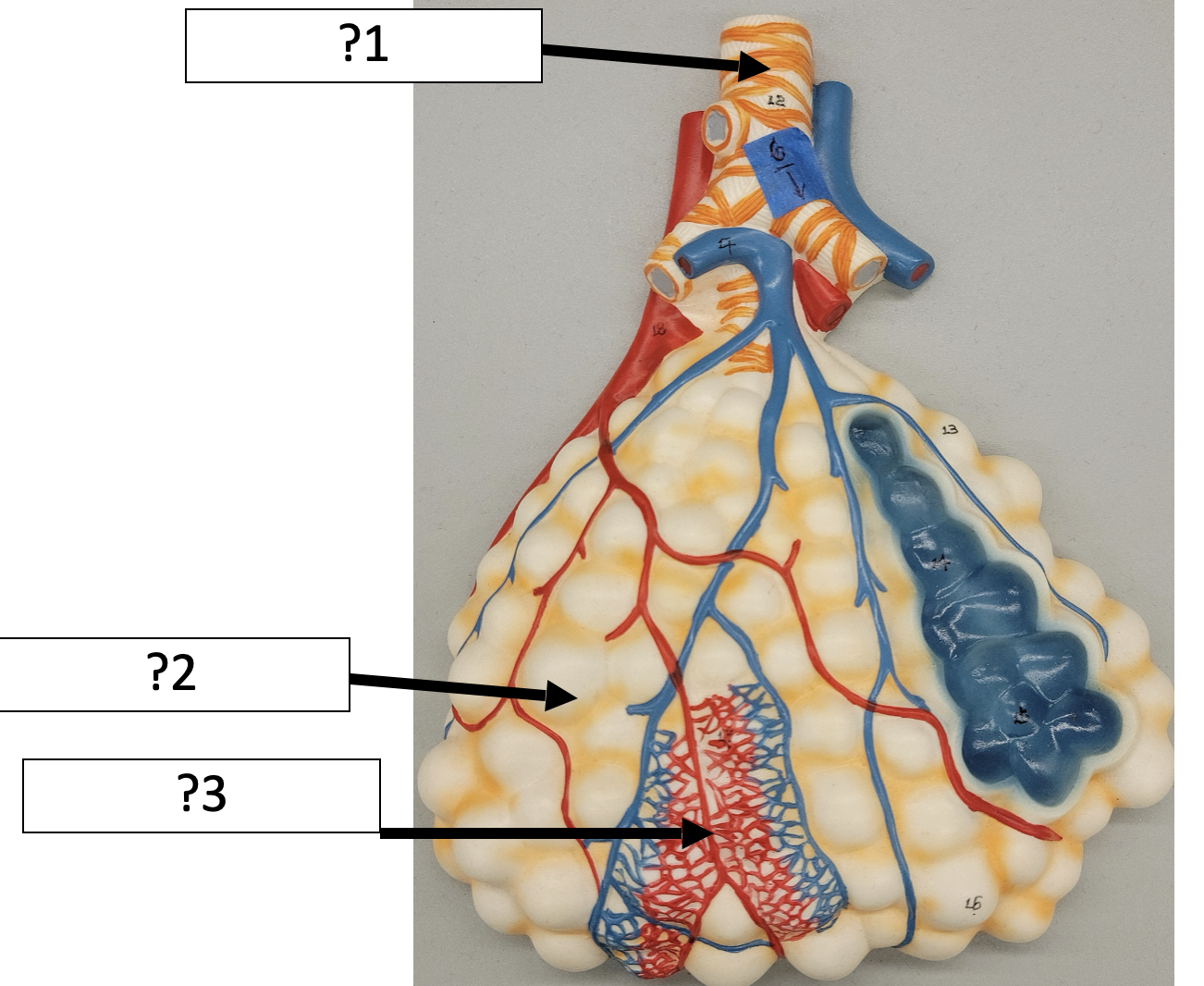<p>3 Name the blood vessels? </p>