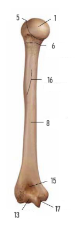 <p>13?</p>