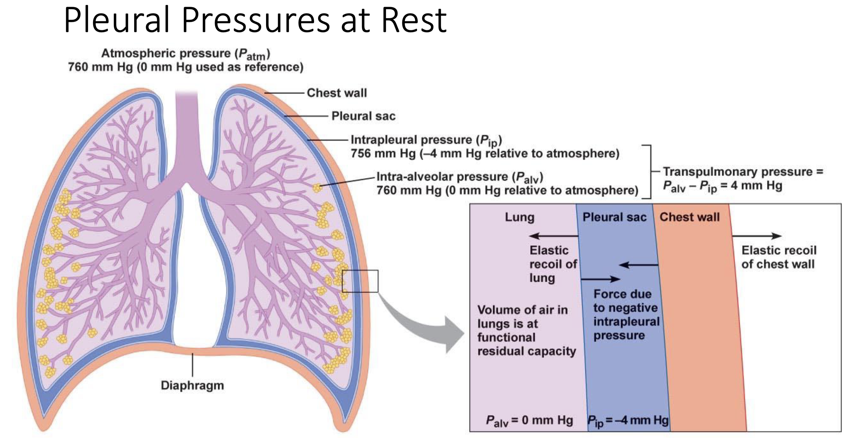<ul><li><p>Pressure of the fluid in the pleural sac</p></li><li><p>Caused by the opposite directions of pull from the chest wall and lung wall </p></li><li><p>Always negative </p></li></ul><p>- If not the lung will collapse </p><ul><li><p>At rest is -4mmHg </p></li><li><p>During inspiration is -6mmHg</p></li></ul><p></p>