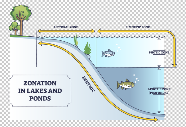 <p>the upper layer where there is sufficient light for photosynthesis. </p>