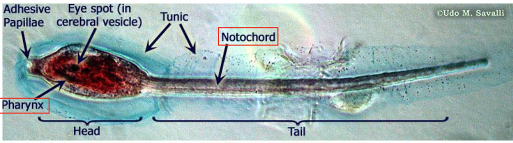 <p><span>T/F The following image points to two structures. The structure which is being given support (ie. the inner structure) is the notochord.&nbsp;</span></p>