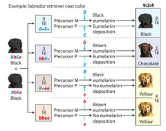 <p>- a type of polygenic interaction where one gene controls the phenotype of another gene for a trait.</p><p>- Both genes have an influence on the physical appearance of the trait, but the one that shows epistasis masks the effect of the other.</p>
