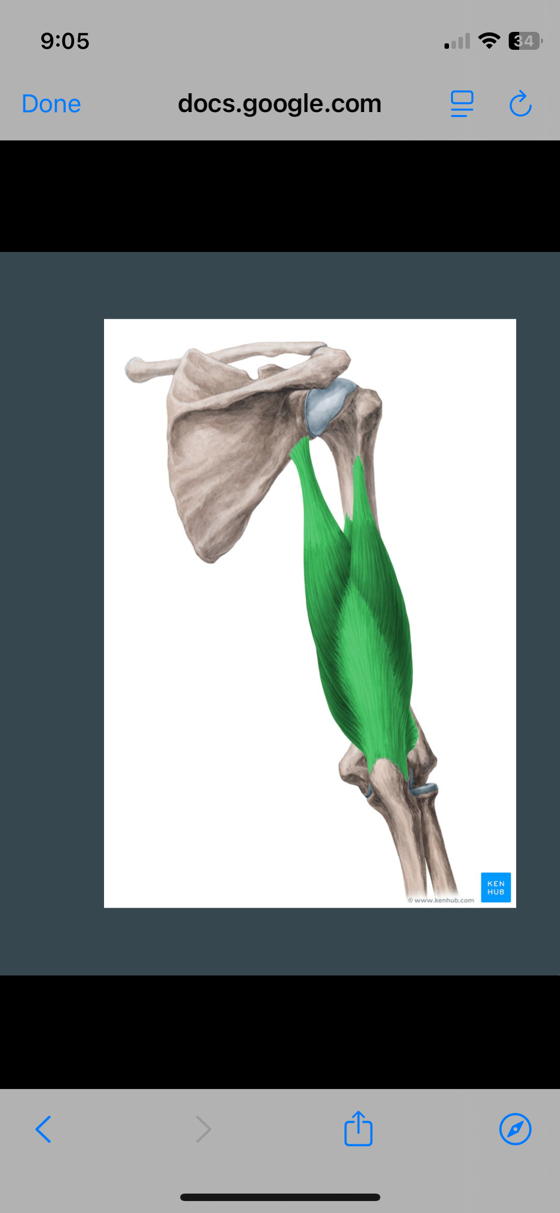 <p>Triceps brachii</p>