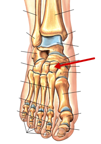 <p>Foot Bones</p>