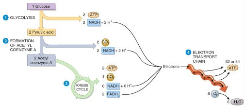 <ul><li><p>Glucose is the body’s preferred source of fuel</p></li><li><p>The oxidation of glucose to form ATP...</p></li></ul><p>Glucose (C6H12O6) + O2  CO2 + H2O + ATP</p><p>... is known as “Cellular Respiration” and occurs in 4</p><ul><li><p>Glycolysis : Glucose -> 2 Pyruvic Acid +2[H2] +2 ATP</p></li><li><p>Formation of Acetyl CoA: 2{Pyruvic Acid->Acetyl + CO2+[H2]}</p></li><li><p>Krebs/Citric Acid Cycle : 2{Acetyl->2 CO2+ATP+4[H2]}</p></li><li><p>Electron Transport Chain: 6{O2+2[H2]->2 H2O+~5 ATP}</p></li></ul><p></p>