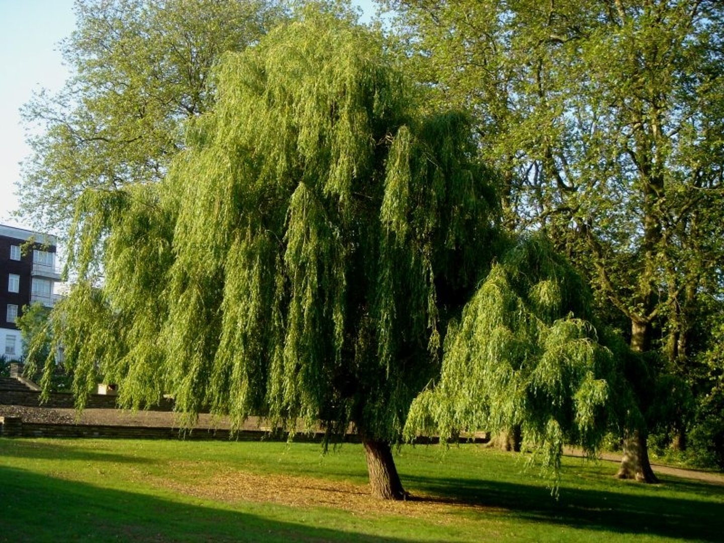 <p>Salicaceae</p>