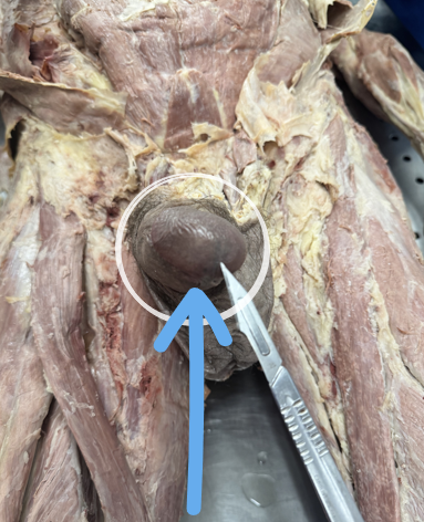 <p><span>sends signals to the brain and spinal cord</span></p>