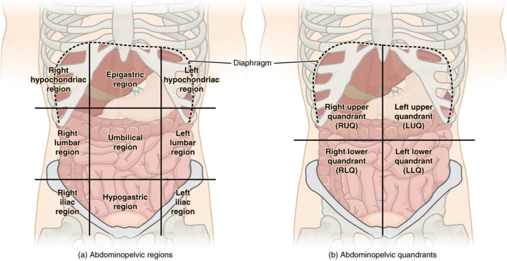 <p>the space that contains the abdominal and pelvic organs, including the stomach, intestines, liver, and reproductive organs. </p>