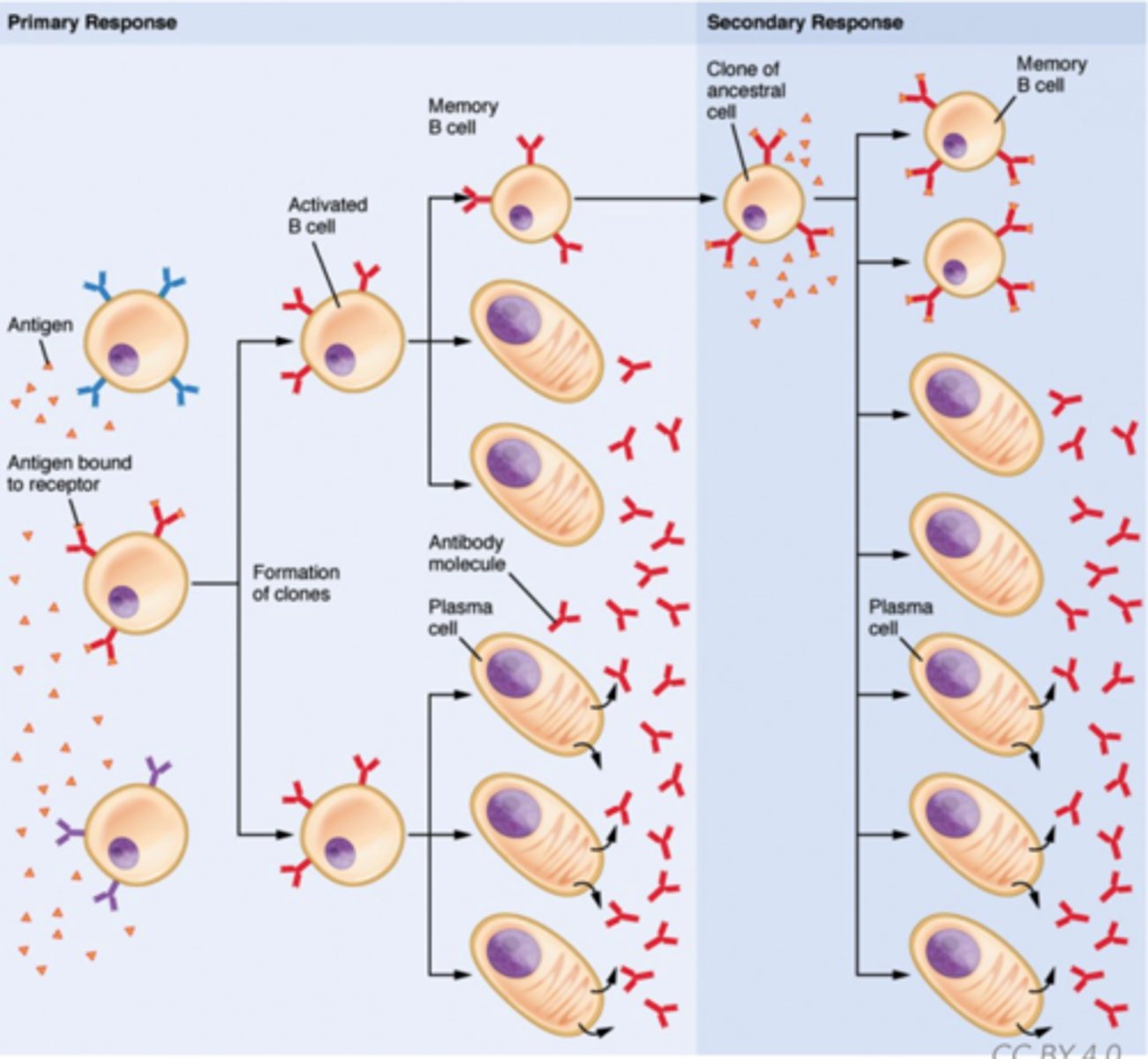 <p>naive —> mature —> plasma —> antibody</p>