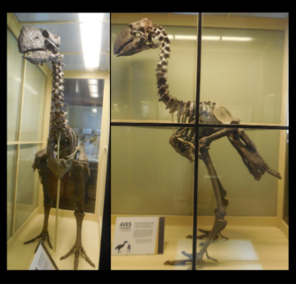 <ul><li><p>Paleocene - lower eocene </p></li><li><p>USA</p></li></ul><p></p>