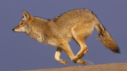<p>Coyote </p>