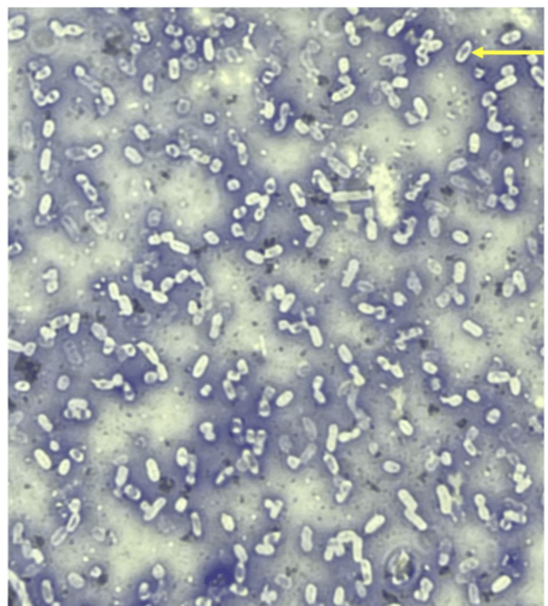 <p>example number 2</p>