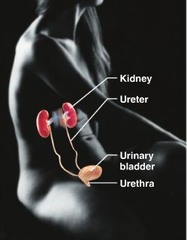 <p>Composed of kidneys, ureters, bladder and urethra, rids the body of acid-based wastes.</p>