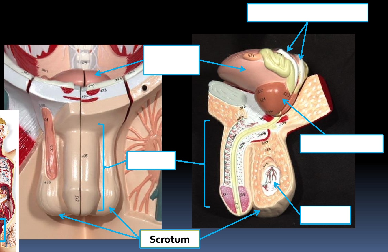 <p>Structure: Scrotum</p><p>System: Male reproductive</p><p>Function: Repository for the testes.</p>