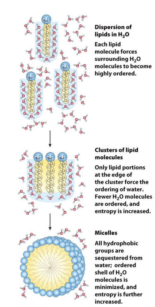 <ul><li><p>A long, floppy unfolded protein has <strong>lots of possible shapes</strong> → high entropy</p></li><li><p>When it folds into one specific shape, it becomes <strong>more ordered</strong> → entropy decreases</p></li><li><p>Nature <em>hates</em> losing entropy.</p><p>So:</p><ul><li><p><strong>Folding decreases entropy = bad for folding</strong></p></li></ul><p>This is why entropy “opposes” folding</p></li></ul><p></p><ul><li><p><span>When hydrophobic amino acids get buried inside the protein, <strong>water molecules are freed</strong> from their ordered cages around them.</span></p></li><li><p><span>This <strong>increases the entropy of water</strong>, which is a <em>huge</em> driving force for folding</span></p></li><li><p><span>So even though the protein becomes more ordered, the <strong>water becomes less ordered</strong>, and that helps folding happen.</span></p></li></ul><p></p>