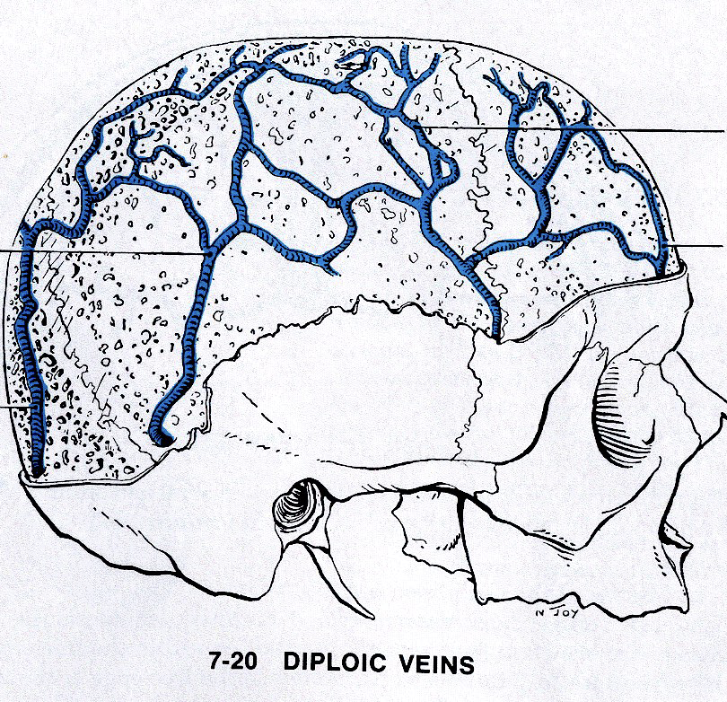 <p>How are emissary veins and diploic veins positioned relative to the skull?</p>