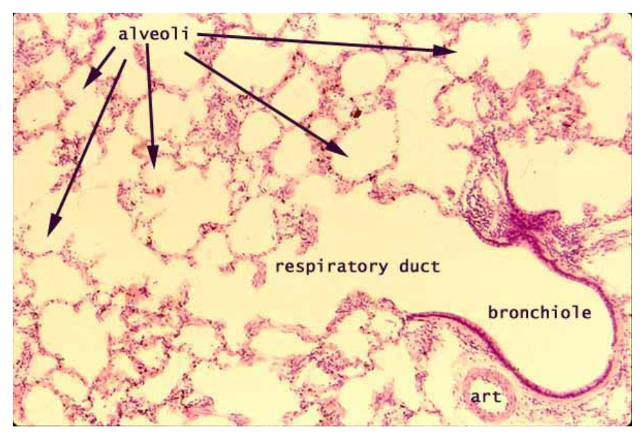<p>Simple Cuboidal Epithelium</p>