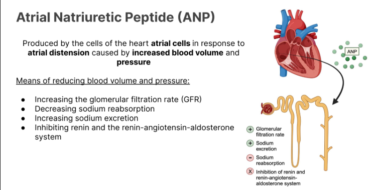 <p>Produced by the cells of the <strong>heart atrial cells </strong>in response to <strong>atrial distension </strong>caused by<strong> increased blood volume </strong>and <strong>pressure</strong></p><p></p><p>Means of <strong>reducing blood volume </strong>and <strong>pressure</strong>:</p><ul><li><p>Increasing the <strong>glomerular filtration rate</strong> (GFR)</p></li><li><p>Decreasing <strong>sodium reabsorption</strong></p></li><li><p>Increasing <strong>sodium excretion</strong></p></li><li><p><strong>Inhibiting </strong><em>renin and the renin-angiotensin-aldosterone system</em></p></li></ul><p></p>