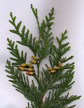 <p>Żywotnik olbrzymi</p><p>Thuja plicata</p>