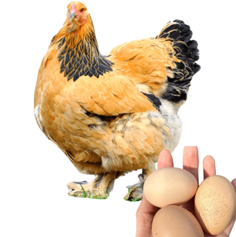 <ul><li><p>Meat type</p></li><li><p>150 - 200 large, brown eggs per yaer</p></li><li><p>4-5 kg in about 24-28 weeks </p></li><li><p>USA</p></li><li><p>Largest chicken breed, with feathered legs and feet</p></li></ul><p></p>
