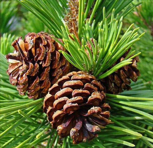 <p>Describe the appearance and arrangement of pine leaves.</p>